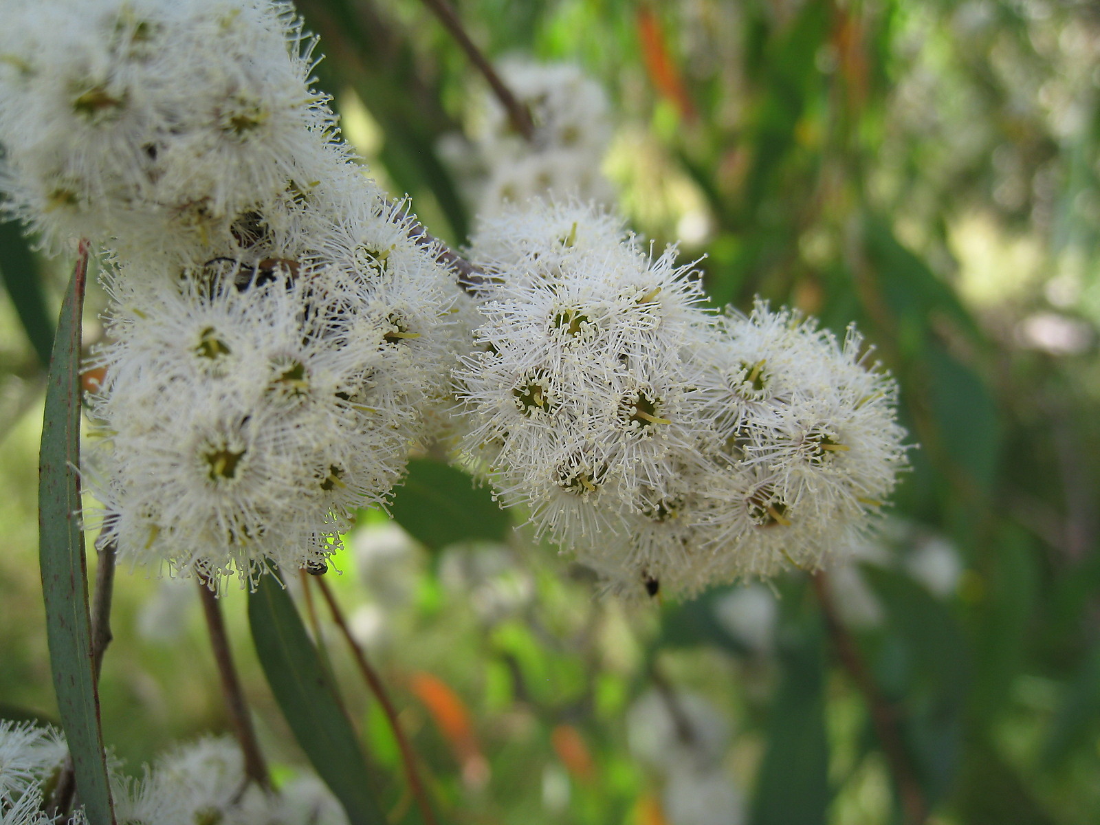 Huile essentielle Eucalyptus radié aromathérapie et bien-être naturel bouteille 1L