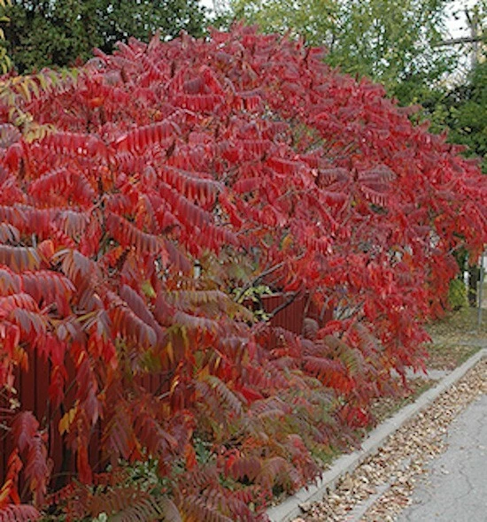 Staghorn Sumac Seeds Rhus Typhina Native Red Lemonade Red Fall Colors Landscape - Image 4 of 4