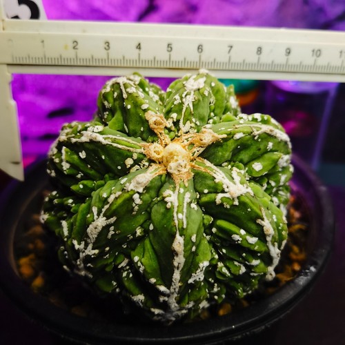 0626 -----------------Astrophytum myriostigma/Ariocarpus / - Imagen 3 de 8