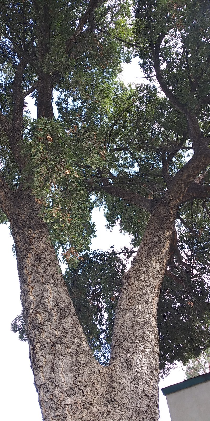 Acorns, Cork Oak, 100ct Fresh, Standard Pick - Fall 2025 - Good for Growing