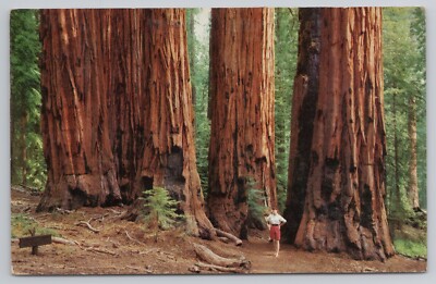 Woman Standing Among Giant Sequoia Trees in California CA 1957 Vintage Postcard