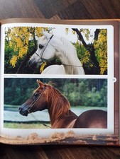 Vollblutaraber in Norwegen * Nachzucht Peleng Primanka * russische Linien Fotos