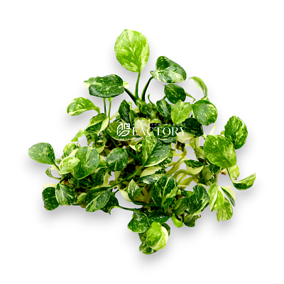 Anubias Panda Marble | eBay