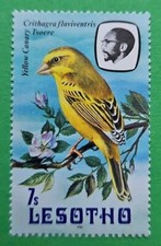 Lesotho 1981 (Africa) magnifico francobollo della serie uccellini canarini. MNH