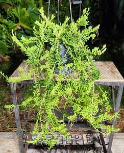 Rhipsalis Mesembryanthemoides Mistletoe Plant in 5" Pot 16" Long 15" Wide Large