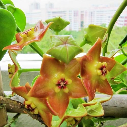Rama Hoya Ariadna