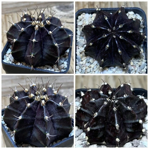 Gymnocalycium mihanovichii 'Black Widow' 10seeds 2025
