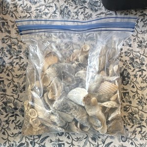 Assorted Mixed Seashells Bulk Lot for Crafts Shell Mix in Ziplock Bag
