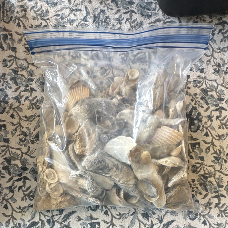 Assorted Mixed Seashells Bulk Lot for Crafts Shell Mix in Ziplock Bag