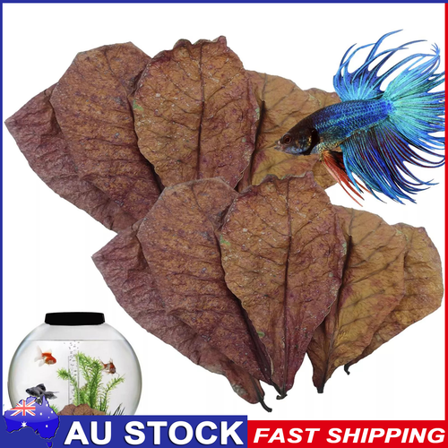 LARGE Indian Almond Catappa Ketapang Leaf Leaves Aquarium Betta Fish