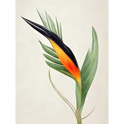 Tropischer Paradiesvogel Blume Gold Schwarz Riesiger Wandkunstdruck Bild 18X24 Zoll