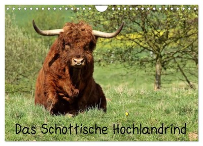 Christine Schmutzler-Schaub | Das Schottische Hochlandrind (Wandkalender 2026...