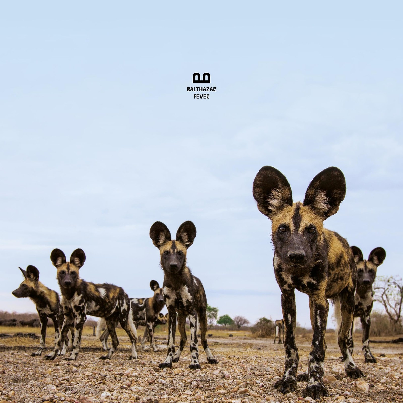 Balthazar Fever CD NEW
