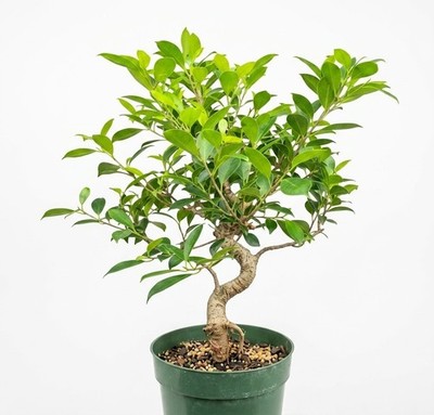Live 13 Yr Old Golden Coin Ficus Retusa Bonsai Tree Curved Trunk 19''H Banyan Fig
