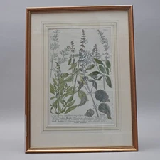 Old Coloured Copperplate Engraving J. J. Haid From Weinmann