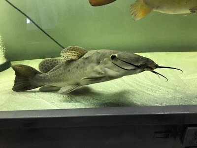 freshwater stingrays for sale