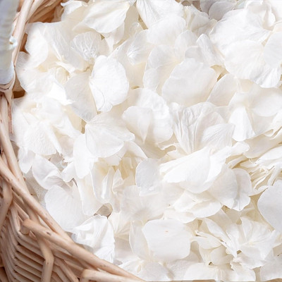 3000+Pcs Real Ivory White Dried Hydrangea Flower Petals - 100% Natural Creamy Wh