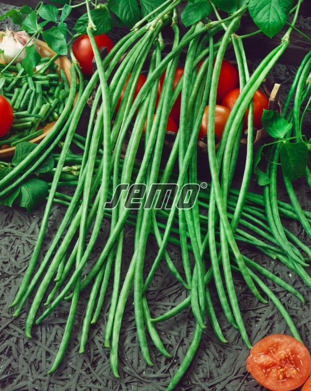 Vigna Chinesische Metro Bohnen Samen Vigna sinensis L. ssp. sesquipedalis (0941)