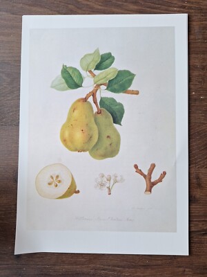 Vintage William's Bon Chrétien Birne, Küche Obst Druck, Bücherteller