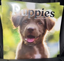 2026 Puppies 12-Month Wall Calendar - 12" x 12"