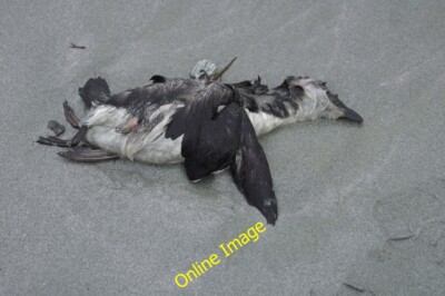 Photo 6x4 Dead Razorbill (Alca torda), Easting beach Mailand A first-wint c2014