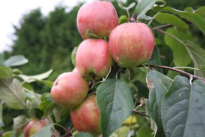 Apfel ''Roter Gravensteiner''