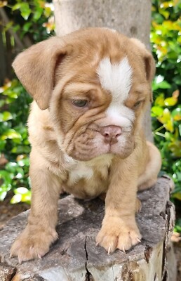 Aussie Bulldog In Queensland Dogs Puppies Gumtree Australia Free Local Classifieds