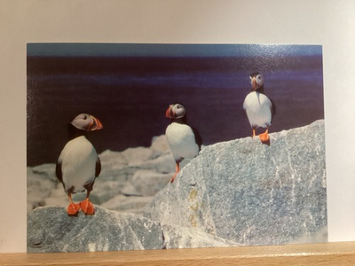 #ad Common Atlantic Puffin National Aquarium: Baltimore MD Vintage Postcard $3.10