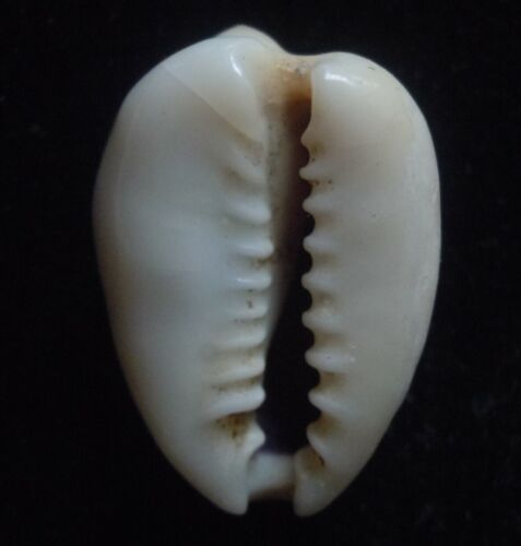 seashell Cypraea annlus FREAK 20 mm F++ - Imagen 2 de 4
