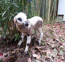NEU Lamm Lamm Lamm Baby eingebürgert Taxidermie Kabinett Kuriosität Deko Nr. 6