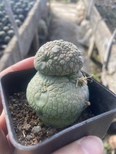 Pseudolithos migiurtinus Succulent cactus plant Garden Seeded WYSIWYG 4