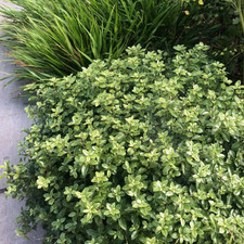    Premium Golf Ball Pittosporum Shrub   Compact Evergreen Hedge, Live Plant   