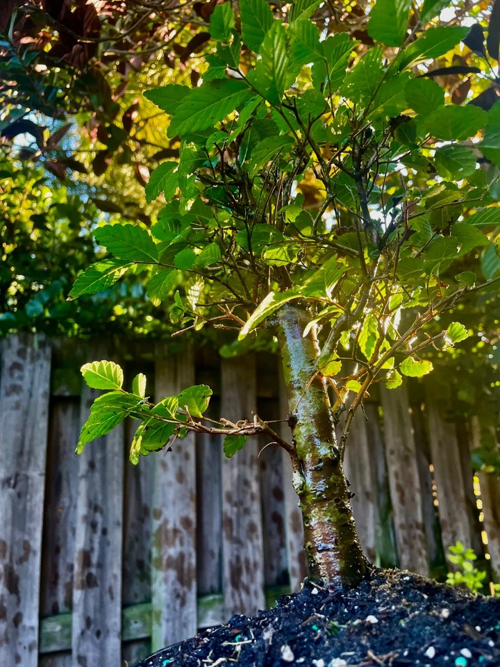 Olmo chino pre-bonsái/árbol bonsái resistente al frío/hojas pequeñas 5 años Foto 3 de 4