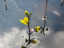 Wasserschlauch - Utricularia vulgaris Schwimm...