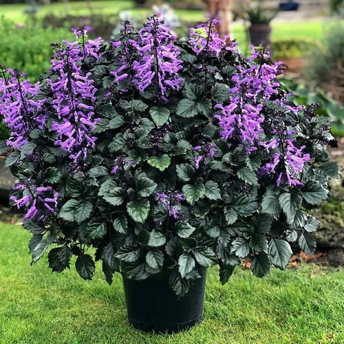 Swedish Ivy - Thumbnail 3