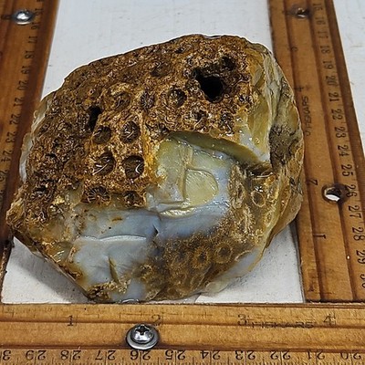 Indonesian petrified/agatized coral rough great detailed pattern 1LB 4.3OZ.