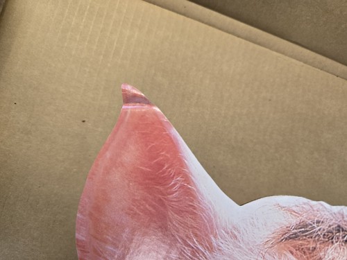 Babe (1995) Movie STANDEE: Movie Karton Promo Promotion Rare Pig Display - Bild 6 von 7