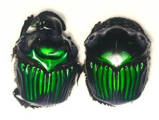 標本 Brazil Phanaeus dejeani 16mm 17mm Phanaeus | eBay