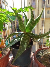 Offerta PIANTA DI ALOE  IN VASO Grande 