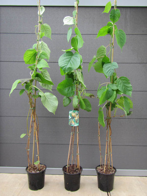 Kiwi Baum - Actinidia del.'Jenny'  selbstfruchtend- Pflanze 150-170cm Winterhart
