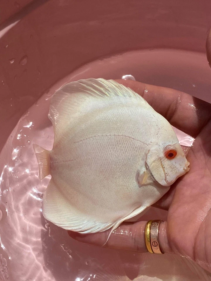 Albino Platinum Discus 4” - Image 3 of 3