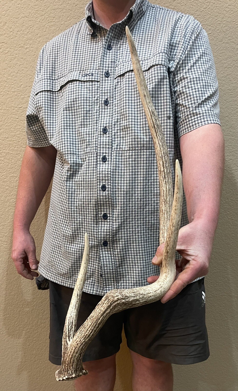 Huge Unique 30 Inch Axis Deer Shed Antler Horns Taxideremy Mount Man