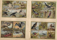 16 Chromos Anciens pub. Chicorée la Sans Rivale animaux marins oiseaux et autres
