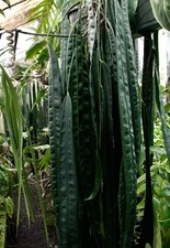 Anthurium wendlingeri–velvety, strap-leaf aroid, perfect young specimen in 3.75"