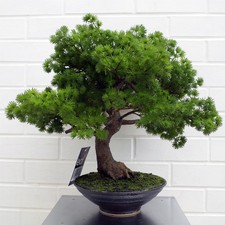 Artificial Bonsai Tree Premium Black 50cm (2ft) Realistic Indoor Home Decor UK
