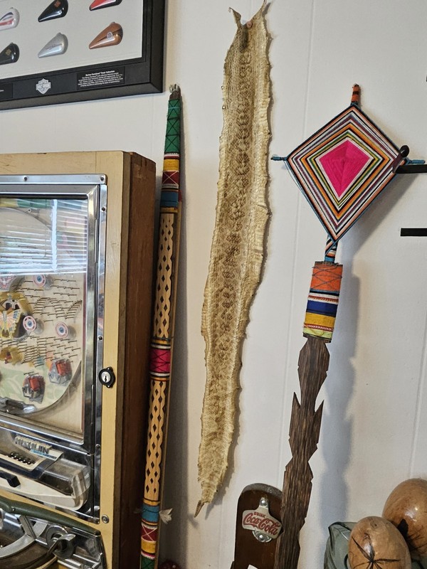 Rattlesnake skin from the 1960's with rattle