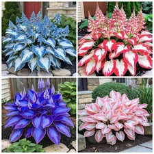 200 Hosta Seeds Heart-Shaped Bare Roots - Rich Foliage, Low