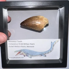 FRAMED HUGE MOSASAUR Fossil Tooth Lot Dinosaur Era Marine Reptile One per Order!