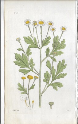 Mutterkraut Tanacetum parthenium Svensk Botanik Palmstruch kol. Kupferstich 1802
