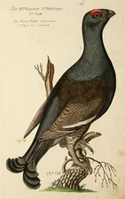 JOHANN LEONHARD FRESH - black grouse, black grouse, pheasant - bird - copperplate 1763